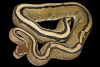 picture of Genetic Stripe Ball Python Sml                                                                       Python regius